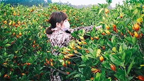 江西仲襄本草生物有限公司嚴(yán)格遵循道地藥材選用原則
